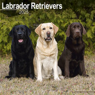 Labrador Retrievers