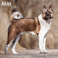 Akita