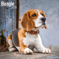 Beagle