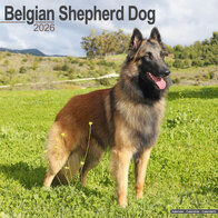 Belgian Sheperd