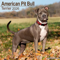 American Pit Bull Terrier