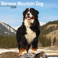 Bernese Mountain