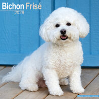 Bichon Frisé