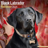 Black Labrador