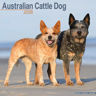 Australian Cattle Dog
