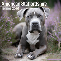 American Staffordshire Terrier