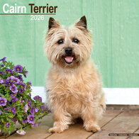 Cairn Terrier