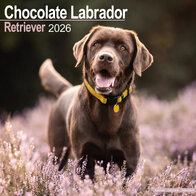 Chocolate Labrador Retriever