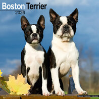Boston Terrier