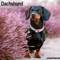 Dachshund