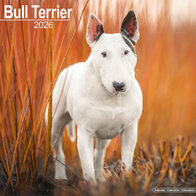 Bull Terrier