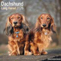 Dachshund Long Haired
