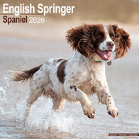 English Springer