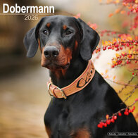 Dobermann