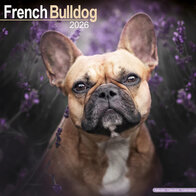 Franse Bulldog