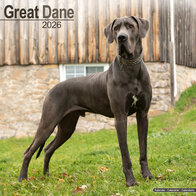 Great Dane