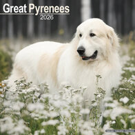 Great Pyrenees
