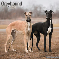 Greyhound