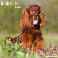 Ierse Setter