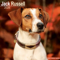 Jack Russel