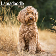 Labradoodle