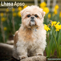 Lhasa Apso