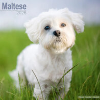 Maltese