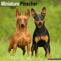 Miniature Pinscher