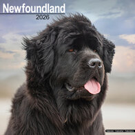 Newfoundland