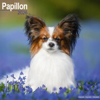 Papillon