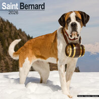 Saint Bernard