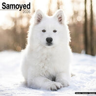 Samoyed