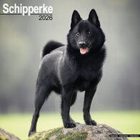 Schipperke
