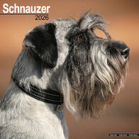 Schnauzer