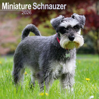 Miniature Schnauzer