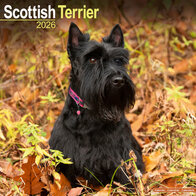 Scottish Terrier