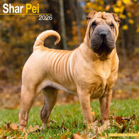 Shar Pei