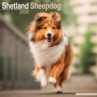 Shetland Sheepdog