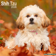 Shih Tzu