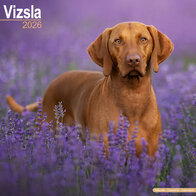 Vizsla