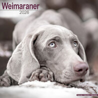 Weimaraner
