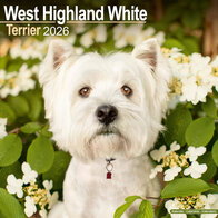 West Highland White Terrier