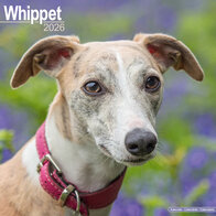 Whippet