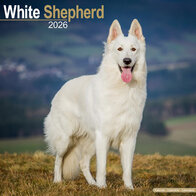 White Shepherd