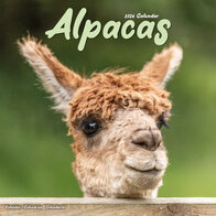 Alpacas