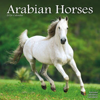 Arabian Horses
