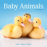 Baby Animals