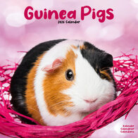 Guinea Pigs