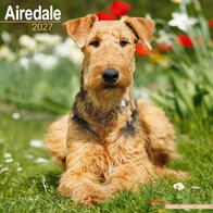 Airedale