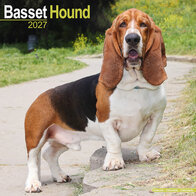 Basset